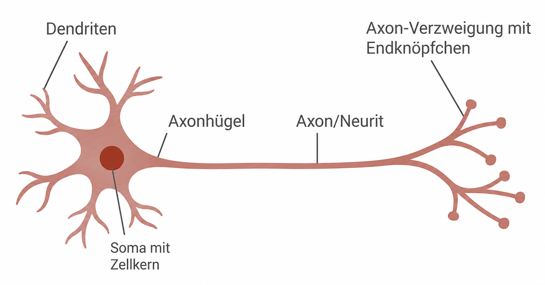 Schematische Zeichnung einer Nervenzelle (Neuron) mit Dendriten, Soma, Axon, Axonverzweigung und Endknöpfchen